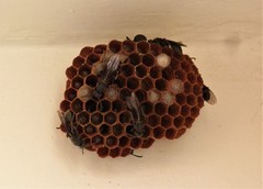 Mischocyttarus cassununga