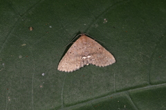 Nechesia albotentata