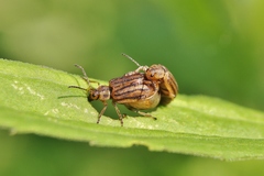Ophraella conferta