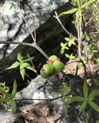 Exobasidium rhododendri