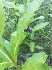 Pyromorpha dimidiata