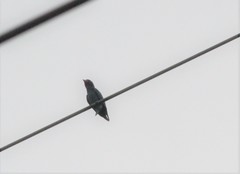 Eurystomus orientalis