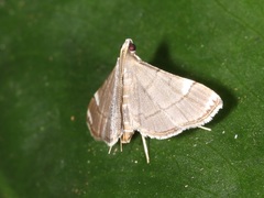 Cangetta hartoghialis