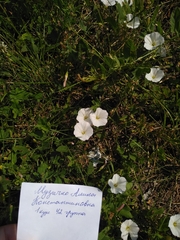 Convolvulus arvensis