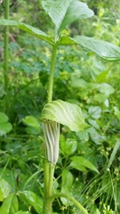 Arisaema stewardsonii