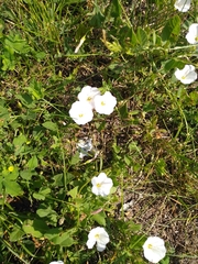 Convolvulus arvensis