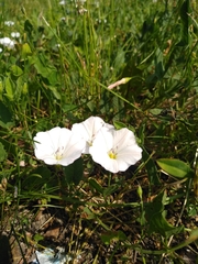Convolvulus arvensis