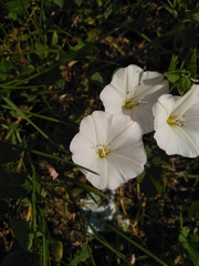 Convolvulus arvensis