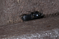 Figulus binodulus