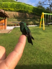 Colibri