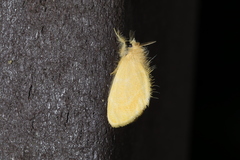 Euproctis taiwana