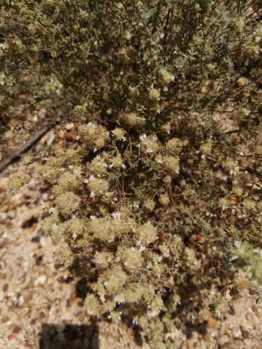 Image of Thymus Albicans (Thymus albicans) by (c) Duarte Frade, some rights reserved (CC BY)