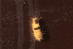 Miltochrista arcuata