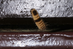 Miltochrista arcuata