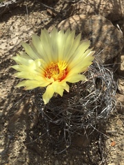 Astrophytum capricorne