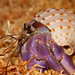 Coenobita purpureus - Photo (c) viperskin, alguns direitos reservados (CC BY-NC-SA)