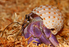 Blueberry Hermit Crab - Photo (c) viperskin, some rights reserved (CC BY-NC-SA)