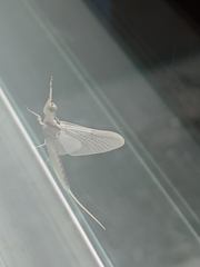 Pentagenia vittigera