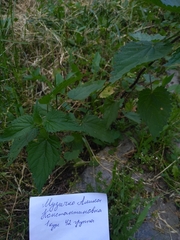 Urtica dioica