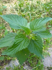 Urtica dioica