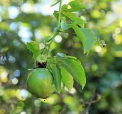 Passiflora edulis flavicarpa