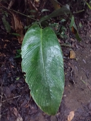 Goeppertia gymnocarpa