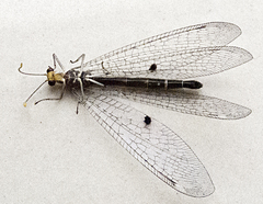 Megistopus flavicornis