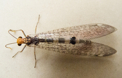 Megistopus flavicornis