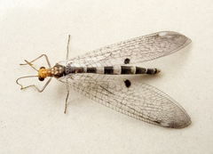 Megistopus flavicornis