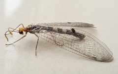 Megistopus flavicornis