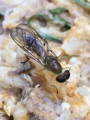 Ptecticus trivittatus