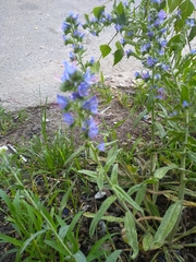 Echium vulgare