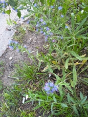 Echium vulgare