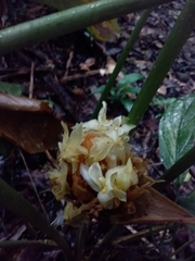 Goeppertia gymnocarpa