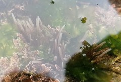 Electra verticillata