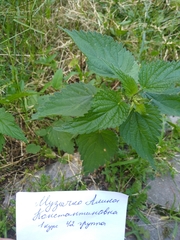 Urtica dioica