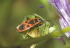 Pyrrhocoris apterus