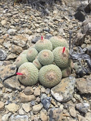 Epithelantha greggii