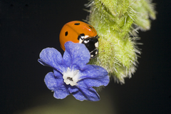 Coccinella septempunctata