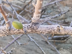Commiphora capensis