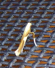 Caloptilia bimaculatella