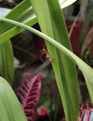 Myrmaplata plataleoides