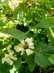 Lamium album