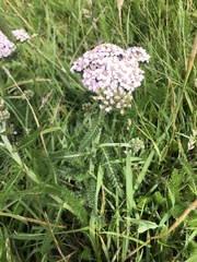 Achillea millefolium