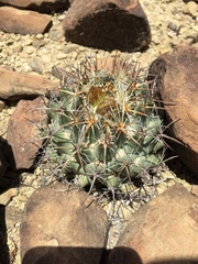 Coryphantha difficilis