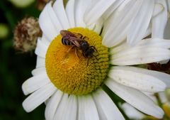 Halictus
