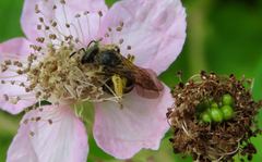 Halictus