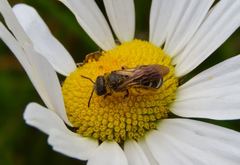 Halictus