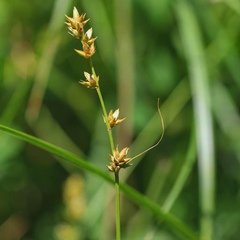 Carex leersii