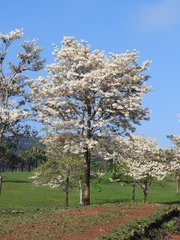 Tabebuia roseoalba